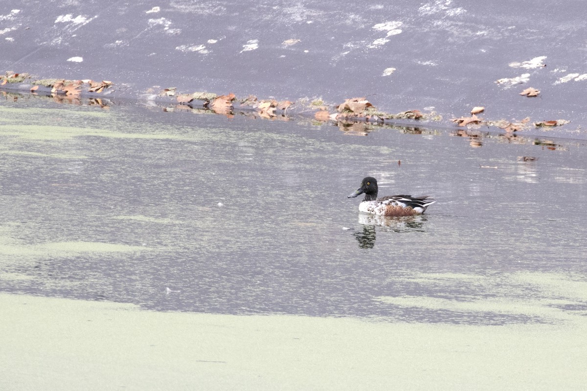 Mestolone - ML625853966