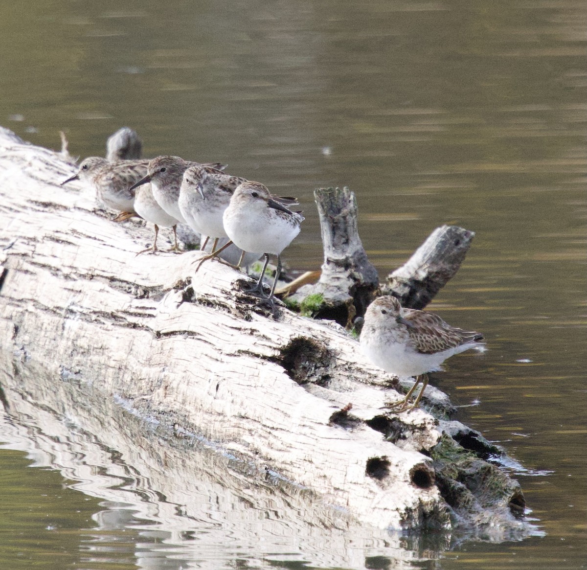 Semipalmated Sandpiper - ML625853968