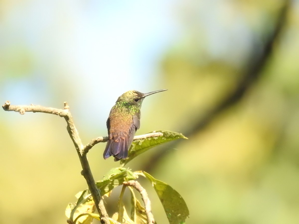 Green-bellied Hummingbird - ML625854137