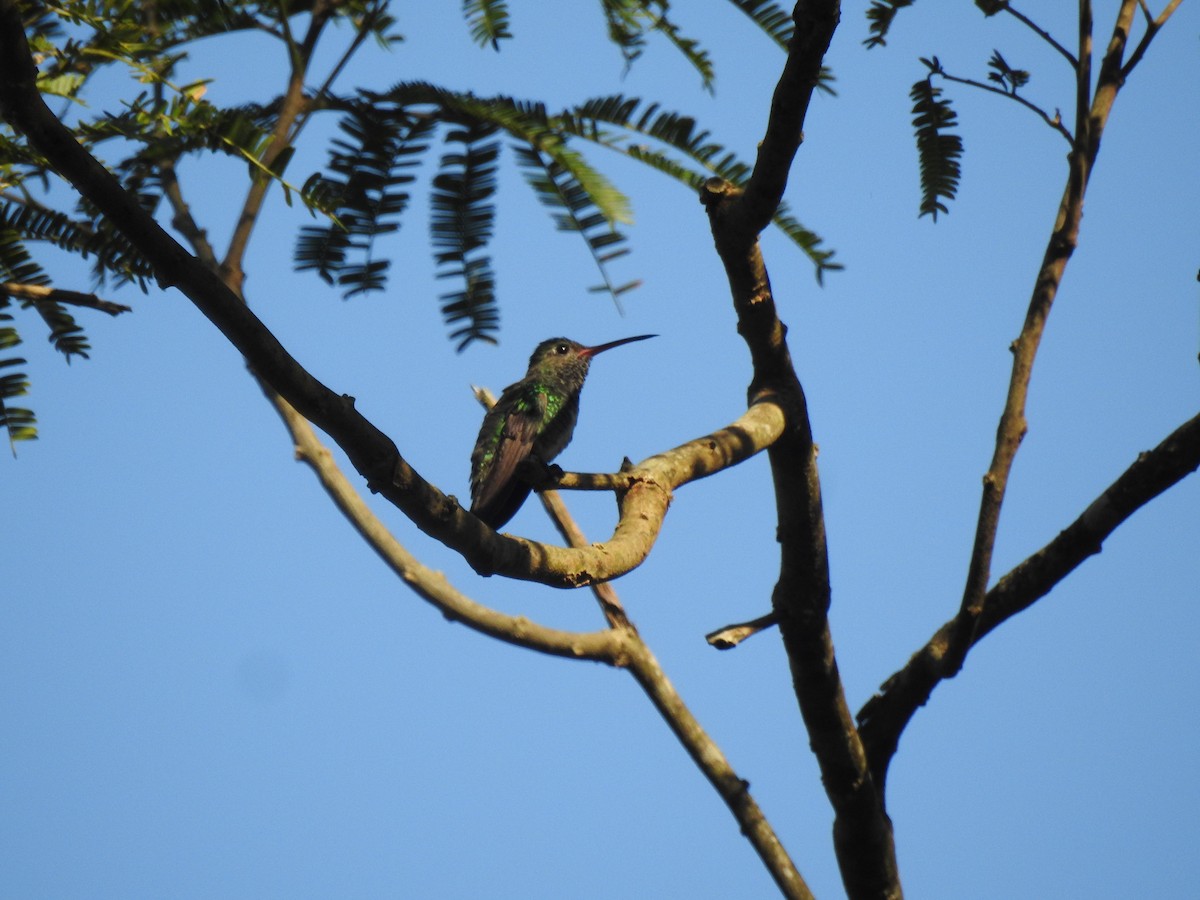 Green-bellied Hummingbird - ML625854138