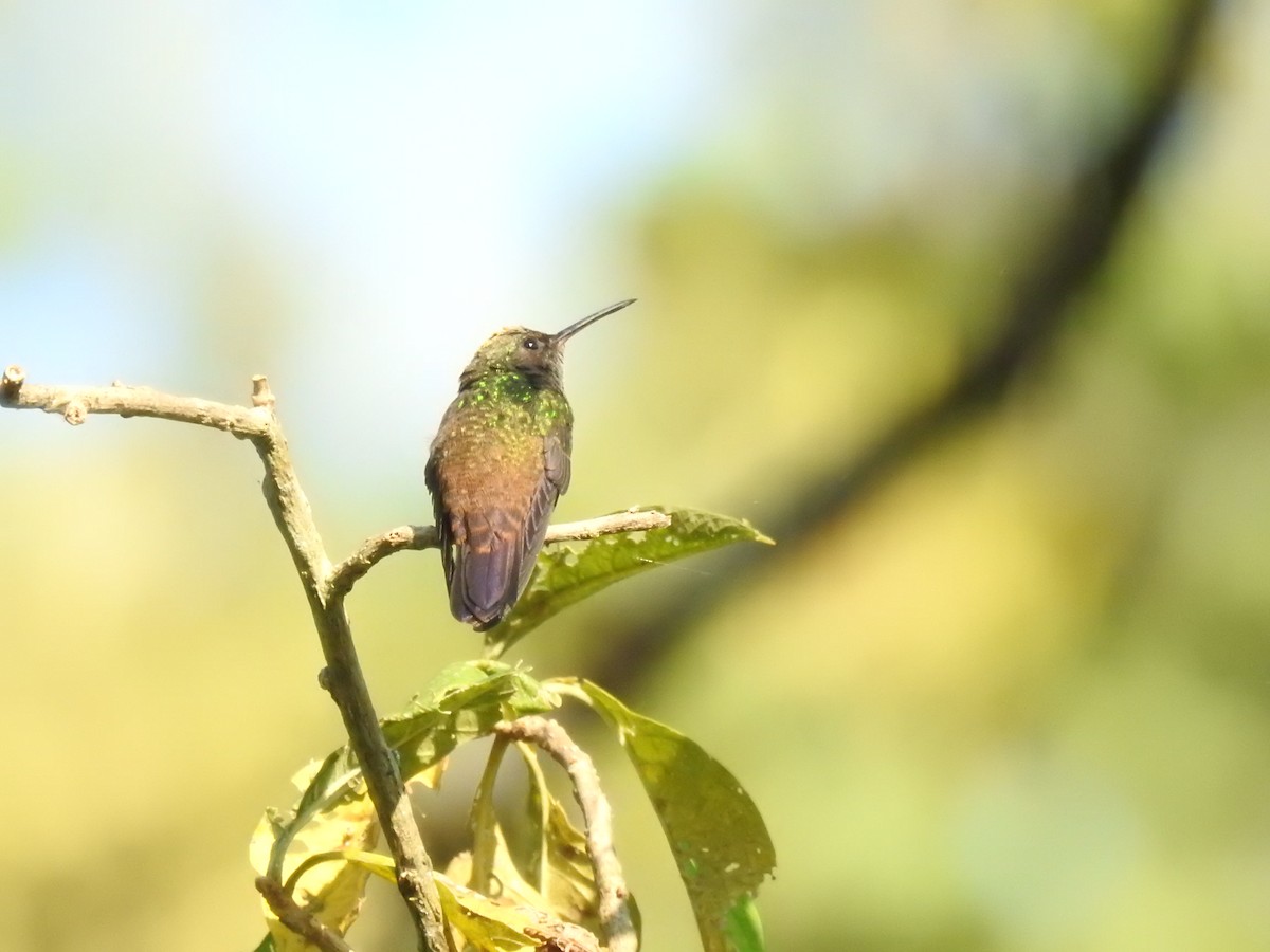 Green-bellied Hummingbird - ML625854139