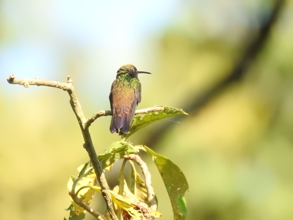 Green-bellied Hummingbird - ML625854140