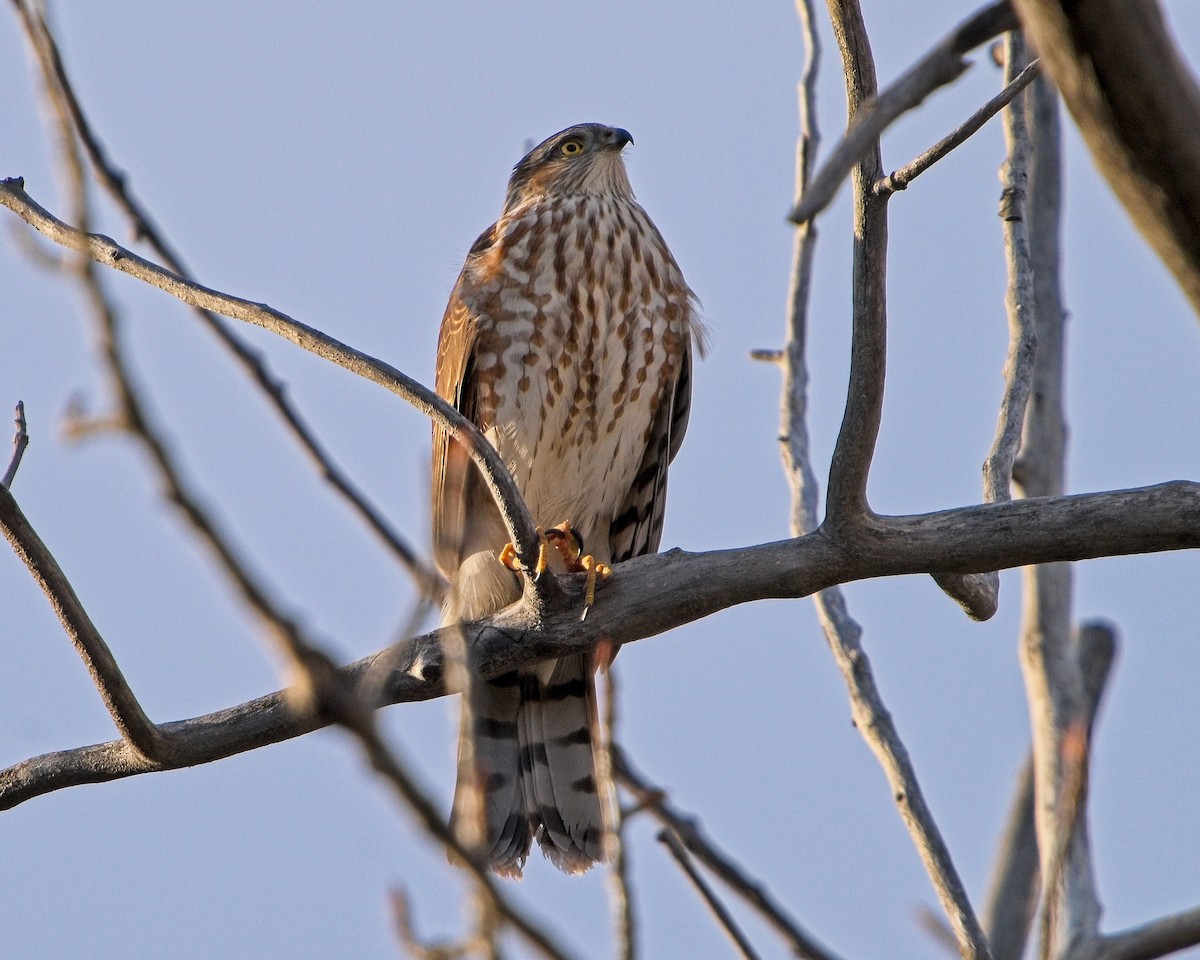 Sharp-shinned Hawk - ML625854299