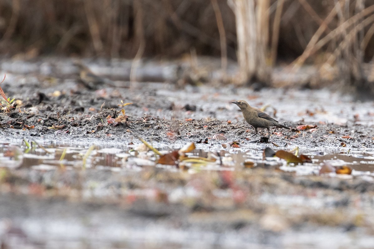 Rusty Blackbird - ML625854301