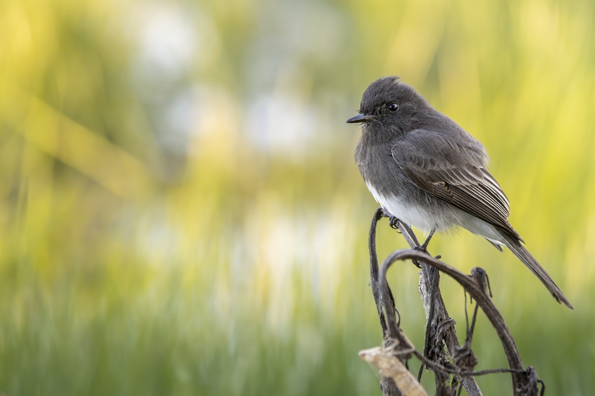 Black Phoebe - ML625854341