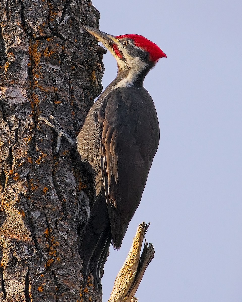 Pileated Woodpecker - ML625854369