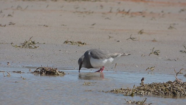 Magellanic Plover - ML625854660