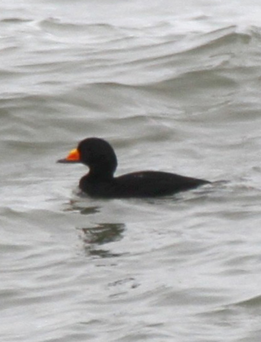 Black Scoter - ML625854741