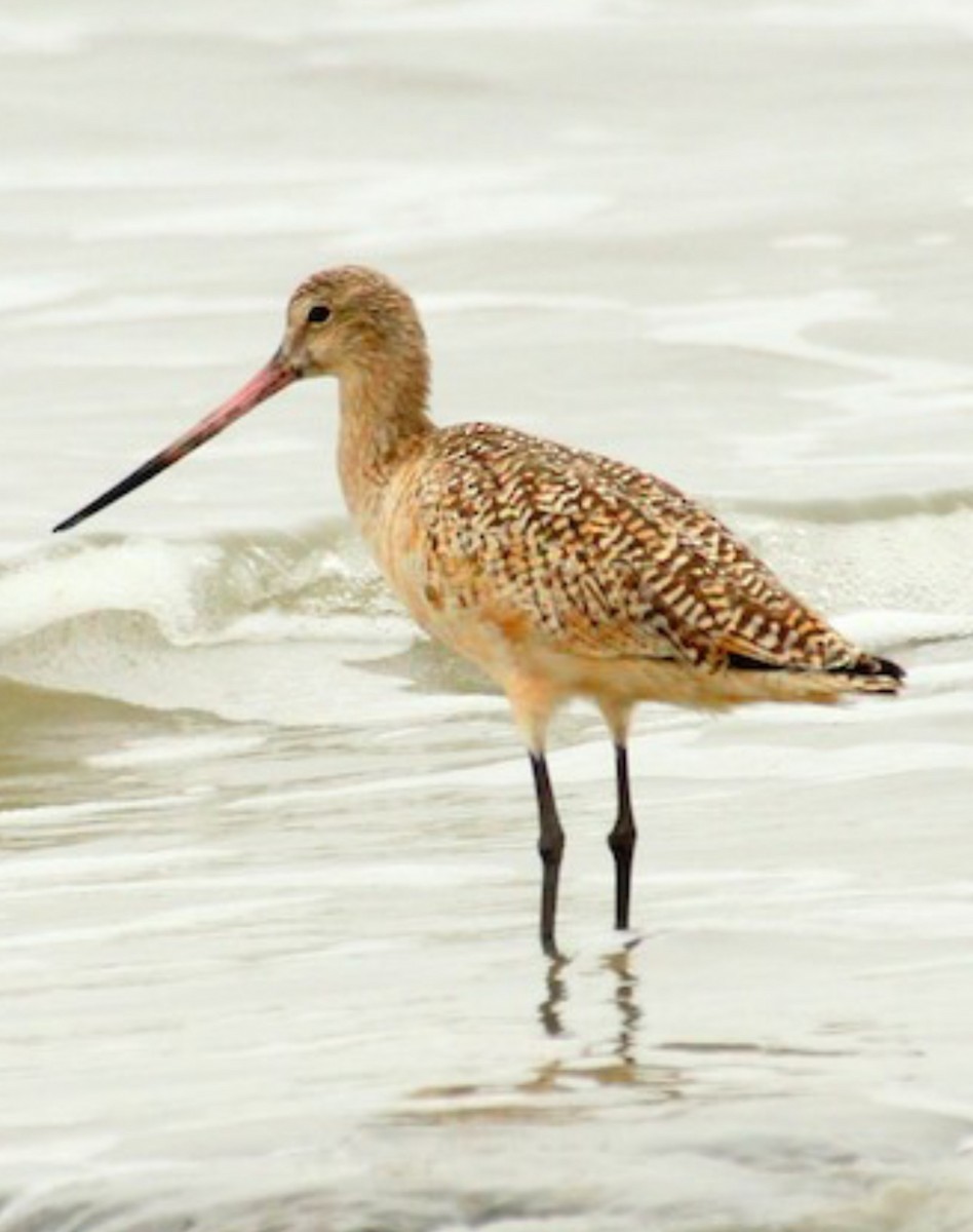 Marbled Godwit - ML625854761