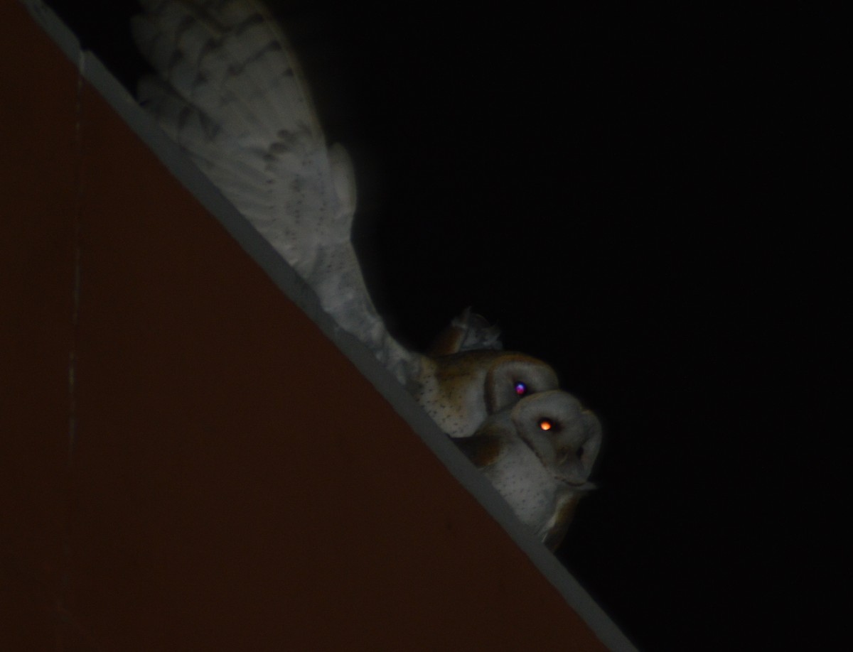 American Barn Owl - ML625854801