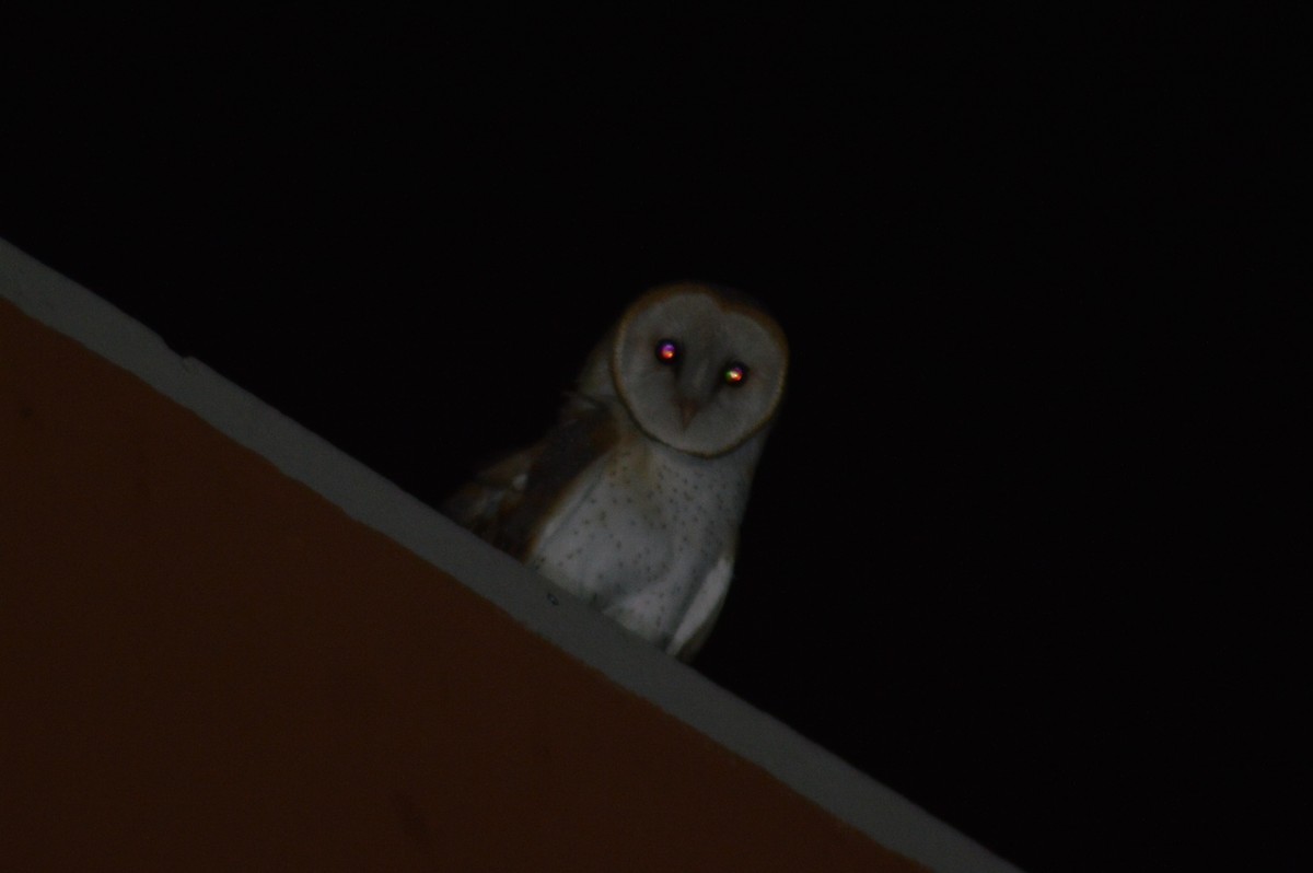 American Barn Owl - ML625854802