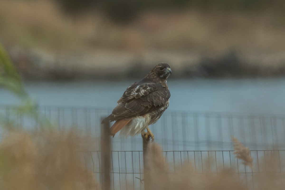 Red-tailed Hawk (abieticola) - ML625854822