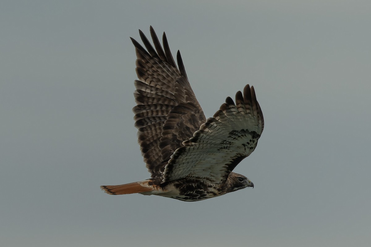 Red-tailed Hawk (abieticola) - ML625854834