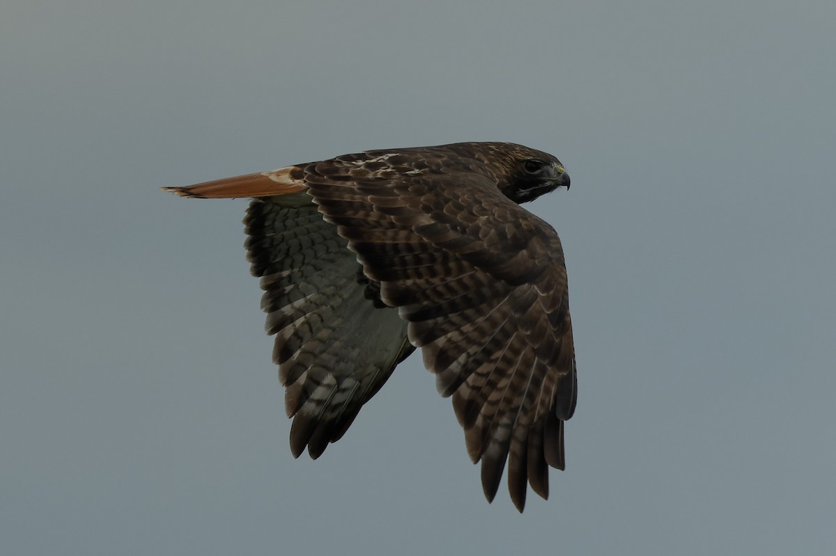 Red-tailed Hawk (abieticola) - ML625854841