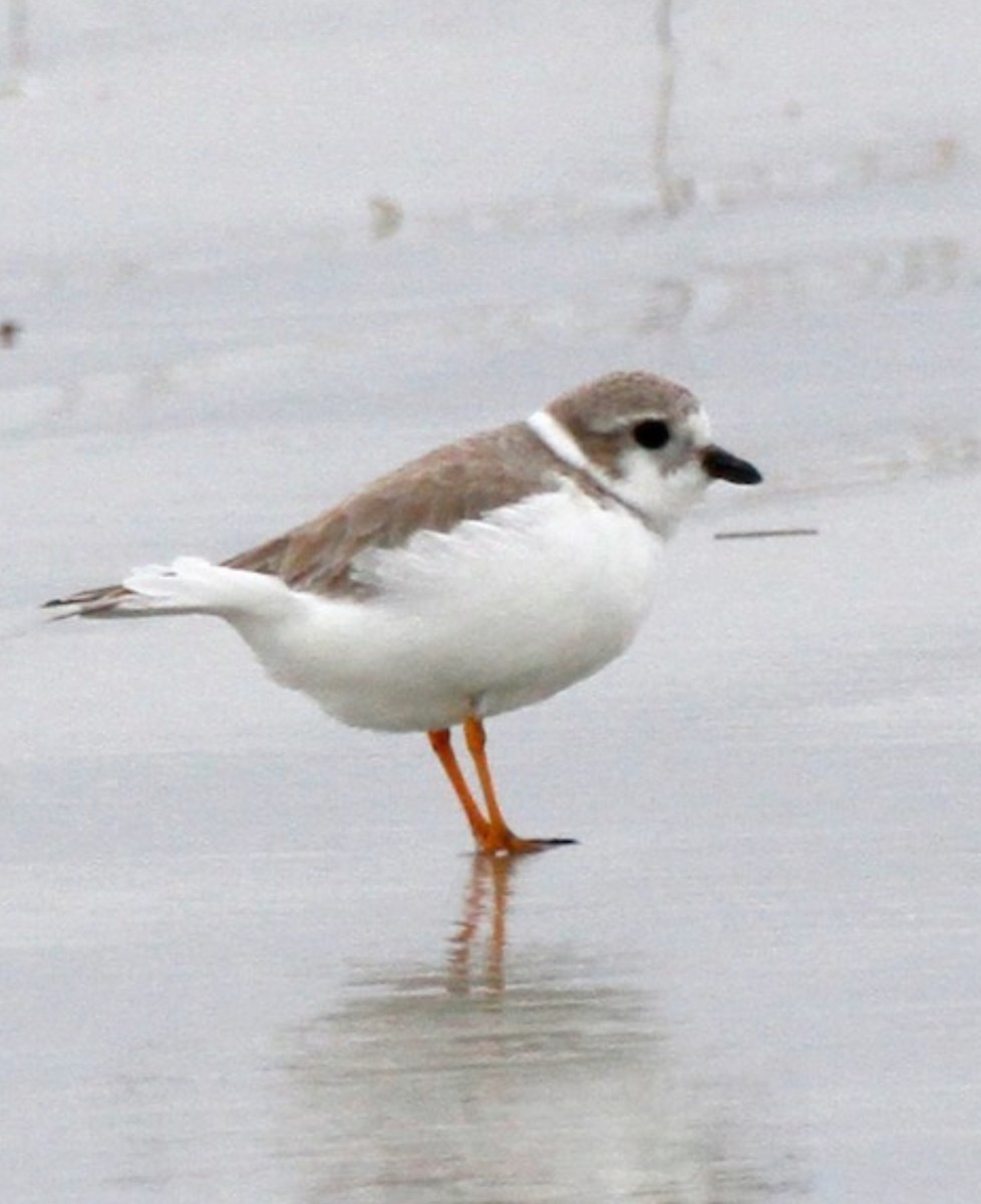 Piping Plover - ML625854902