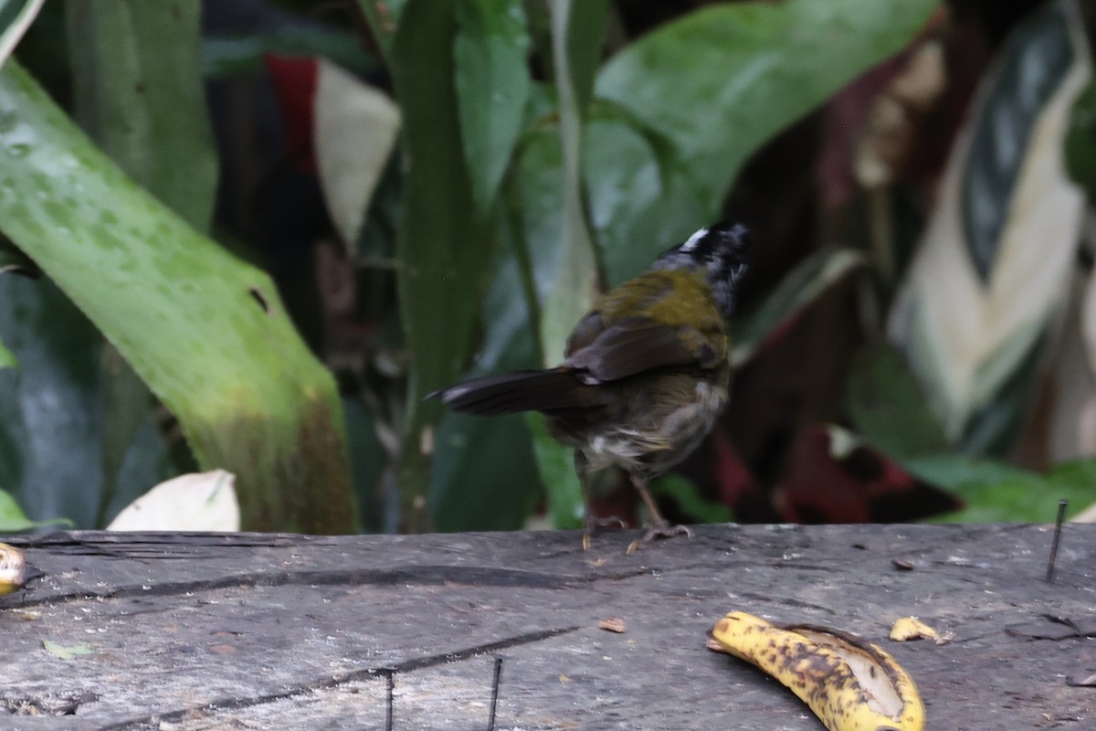 Orange-billed Sparrow - ML625855023