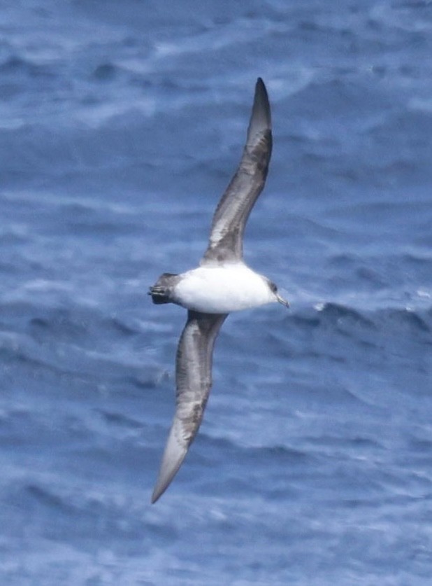 Gray Petrel - ML625855028