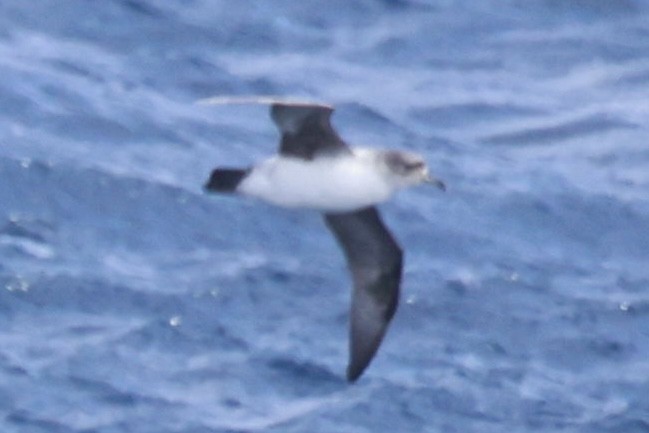 Gray Petrel - ML625855029