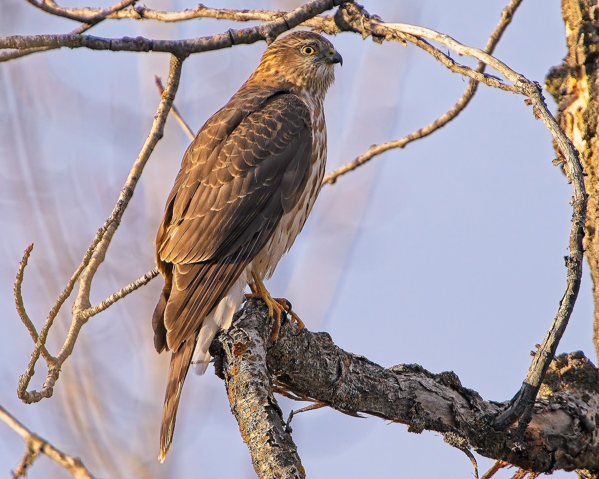 Sharp-shinned Hawk - ML625855044