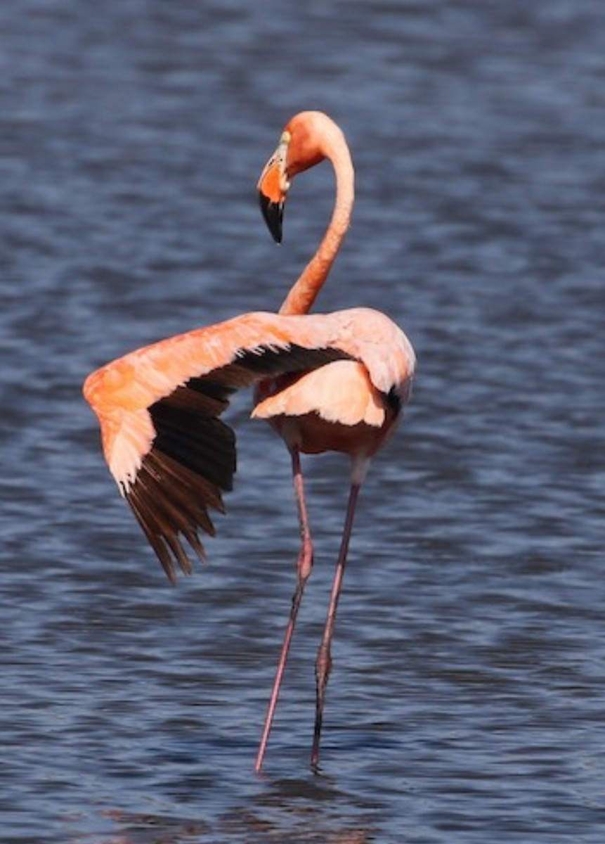 American Flamingo - ML625855114