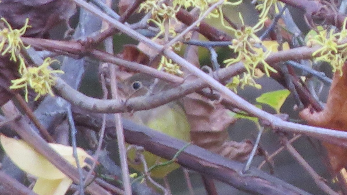 Connecticut Warbler - ML625855132