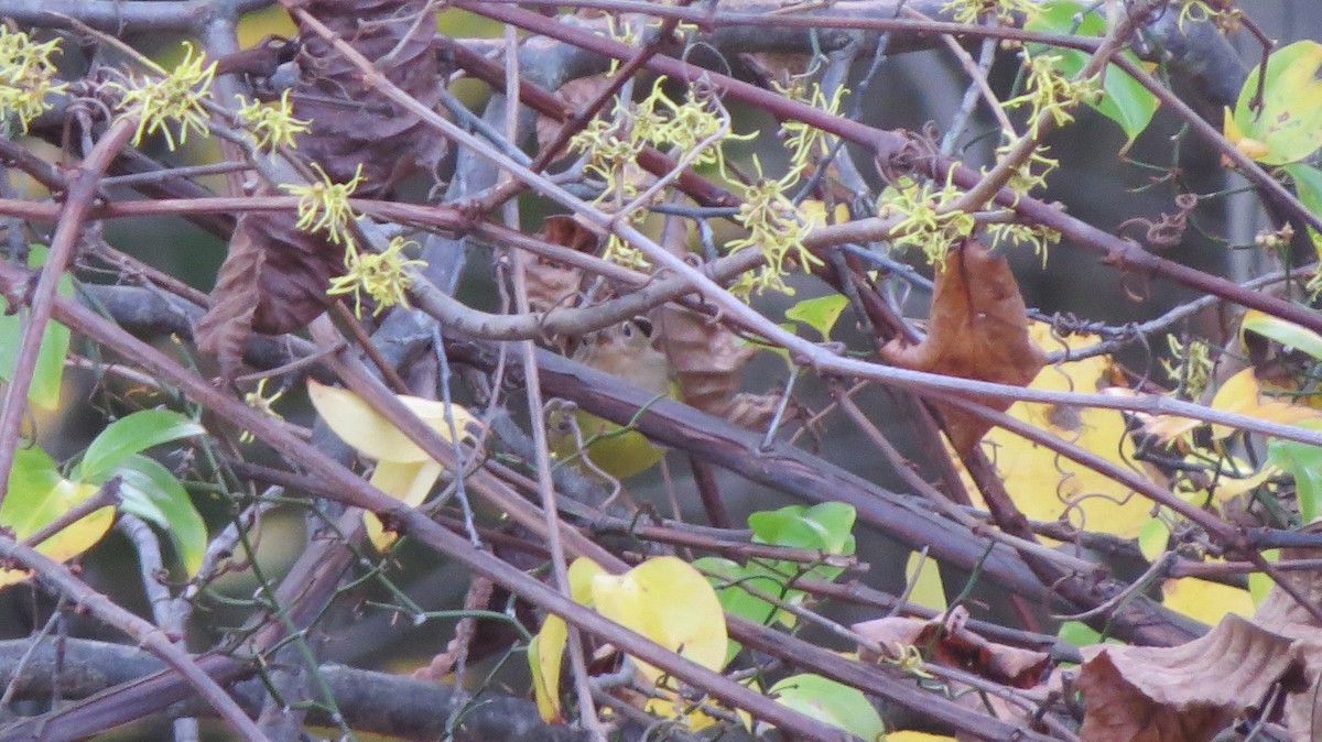 Connecticut Warbler - ML625855136