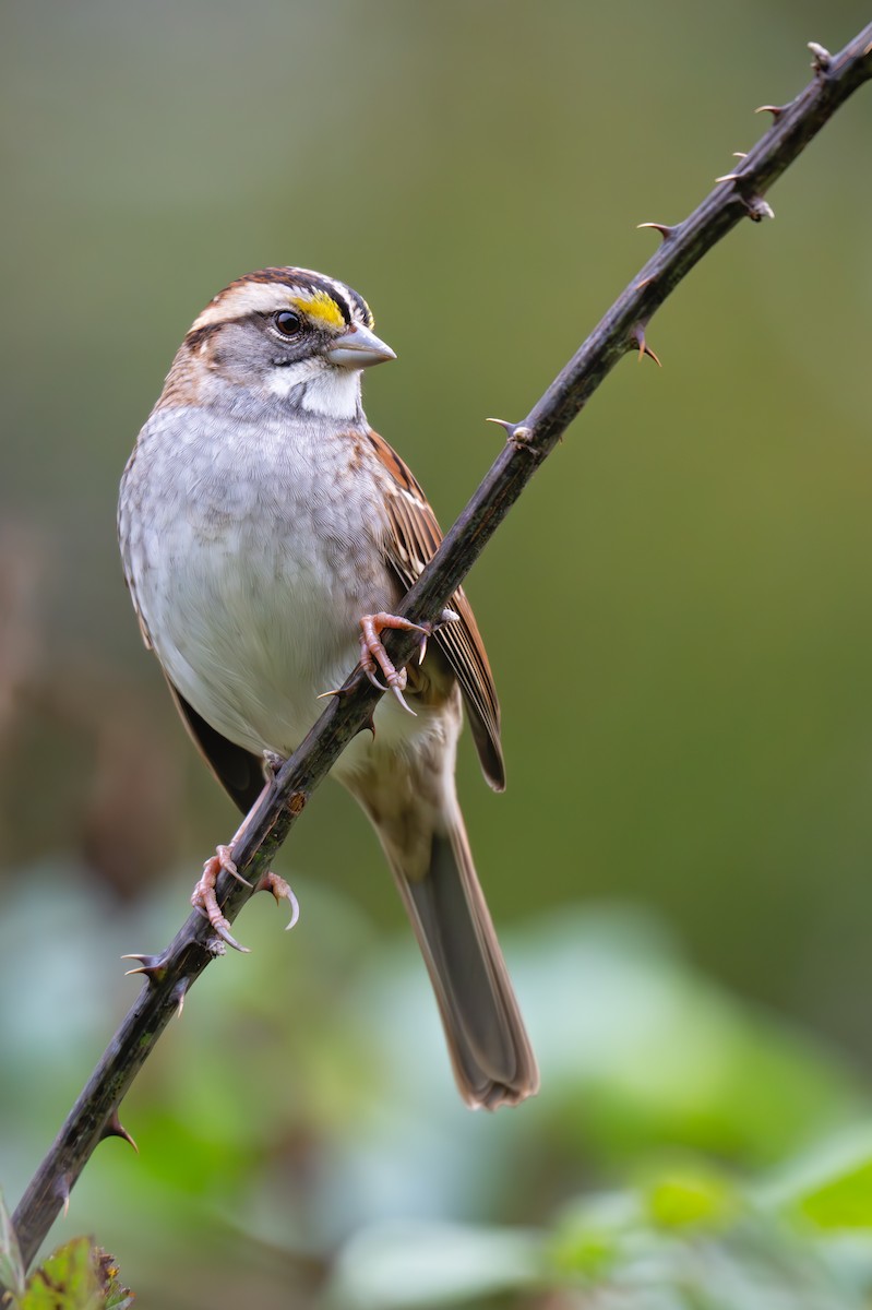 White-throated Sparrow - ML625855715