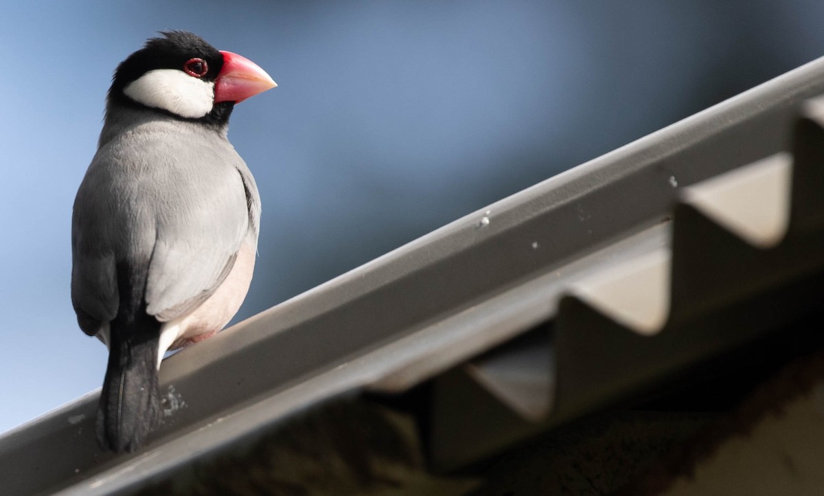 Java Sparrow - ML625855720