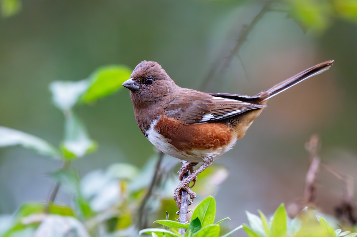 Eastern Towhee (Red-eyed) - ML625855741