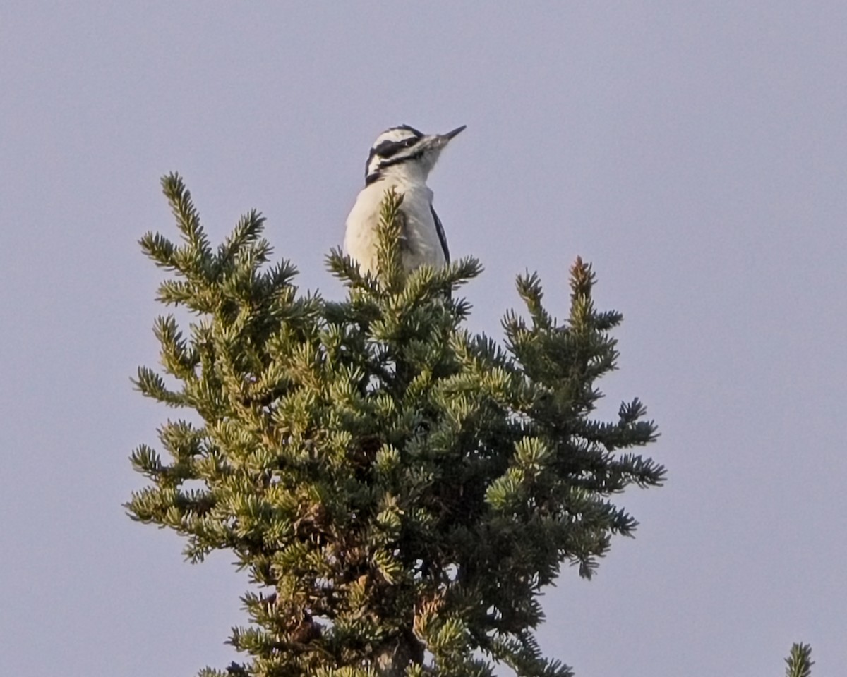 Hairy Woodpecker - ML625855742