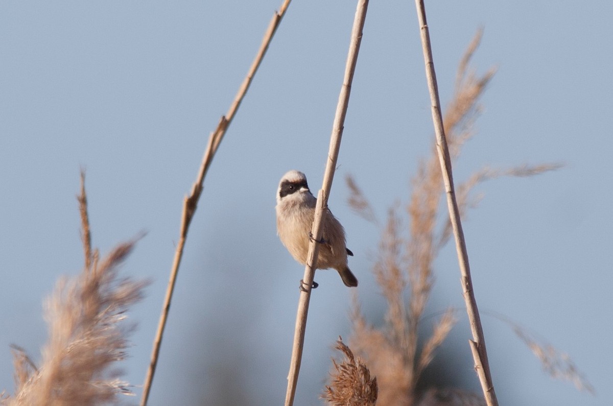 Eurasian Penduline-Tit - ML62585591