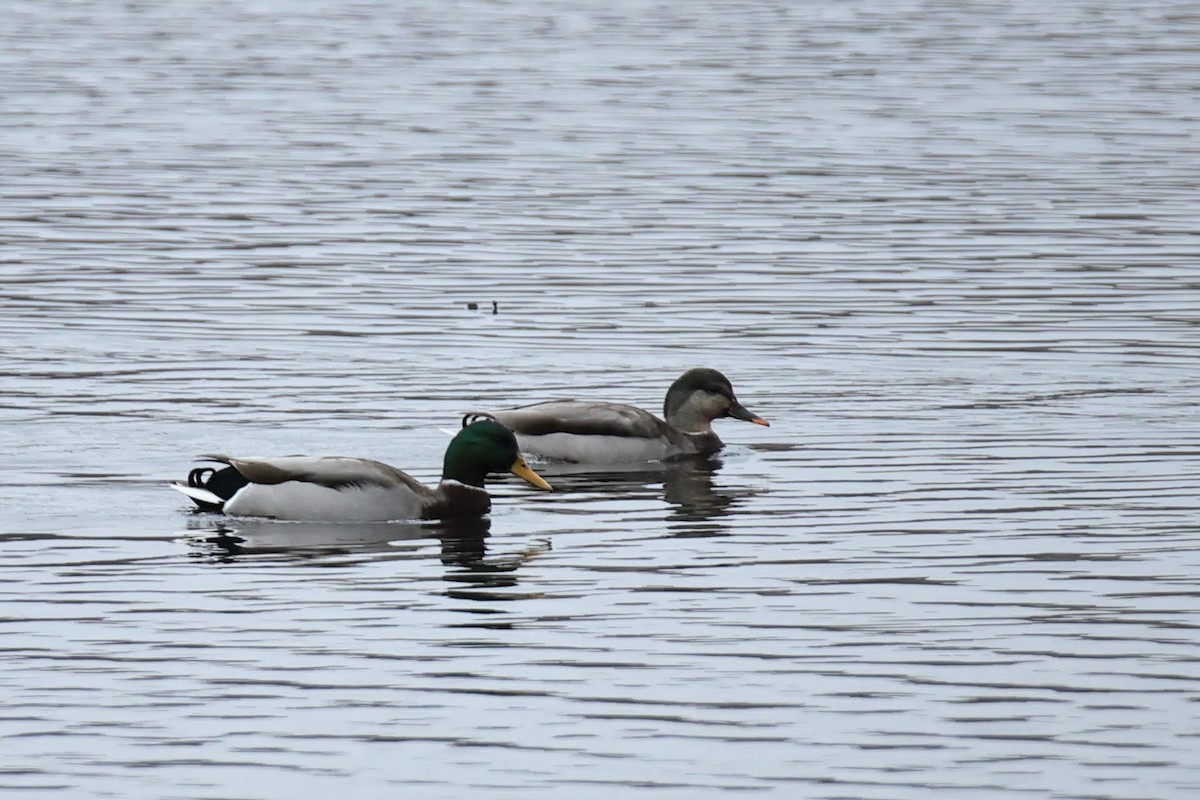Mallard - ML625856131