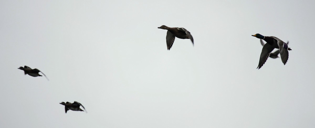 Mallard - ML625856133