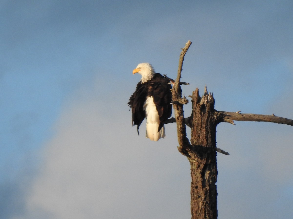 Bald Eagle - ML625856243