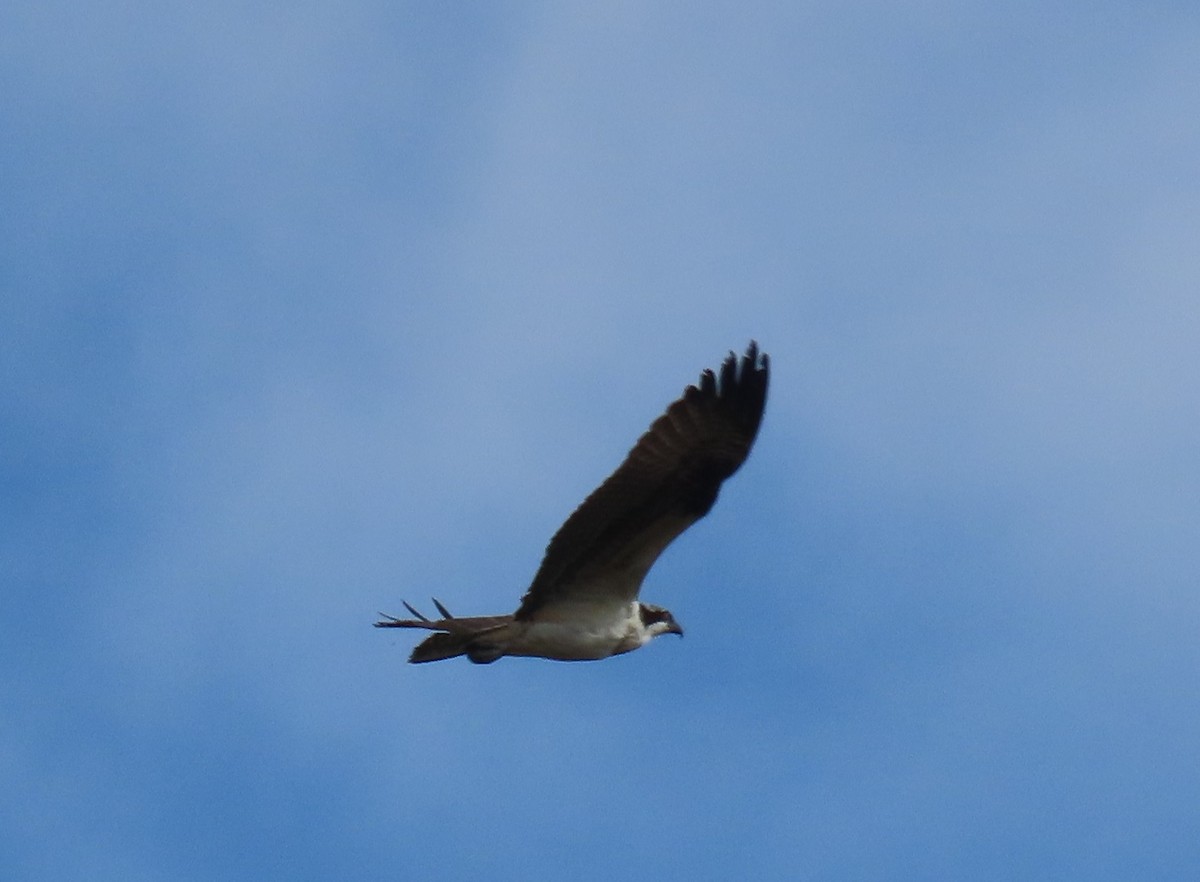 Osprey - ML625856336