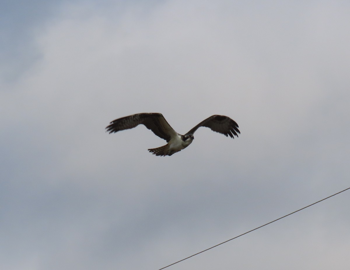 Osprey - ML625856337