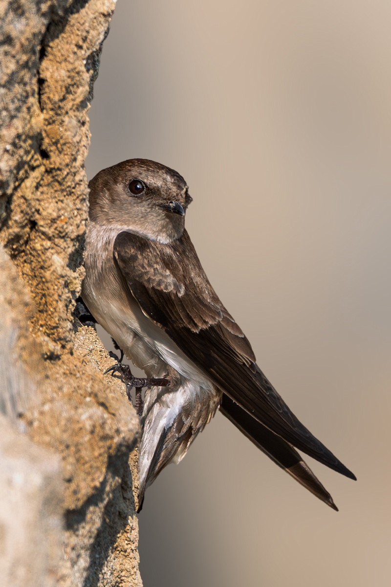 Gray-throated Martin - ML625856381