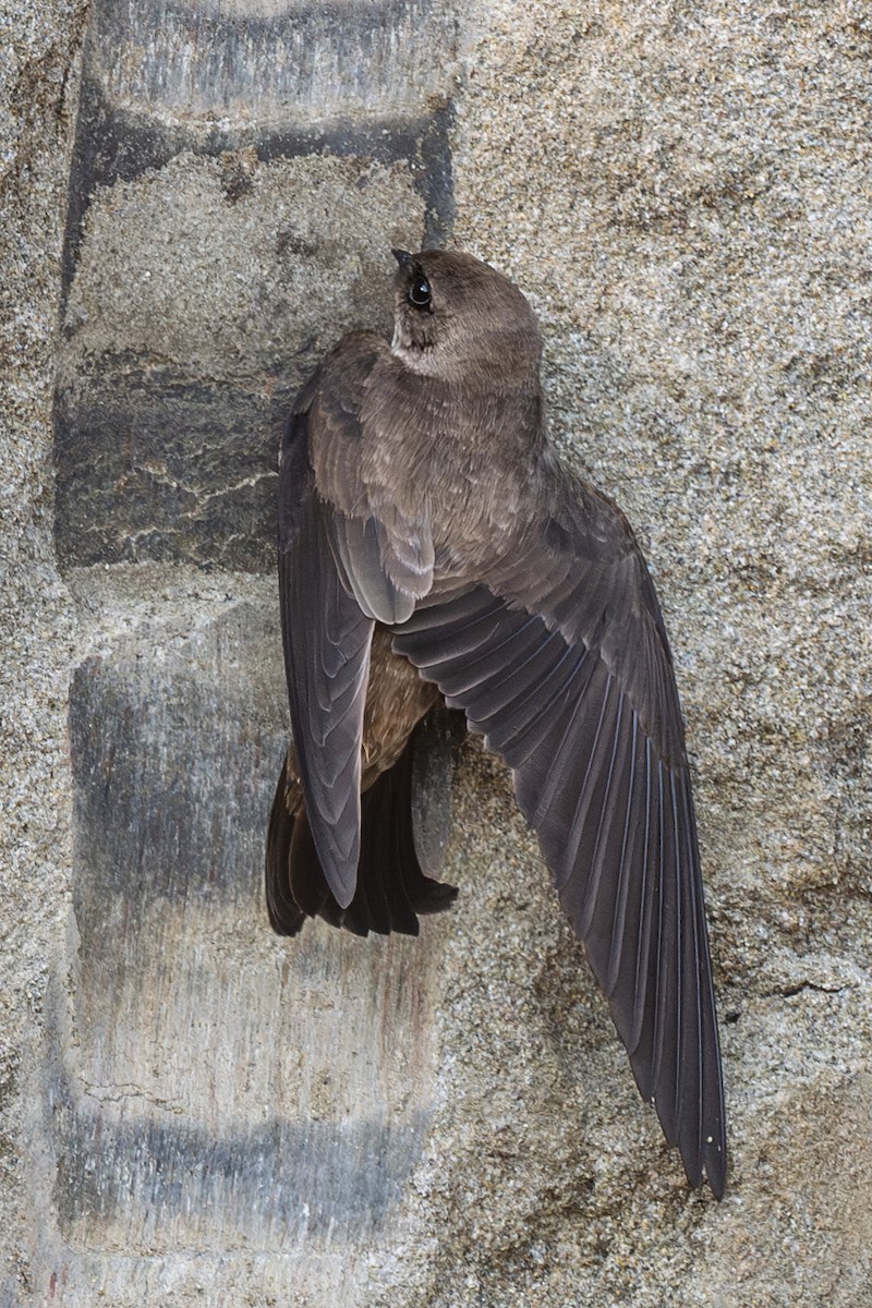 Gray-throated Martin - ML625856382