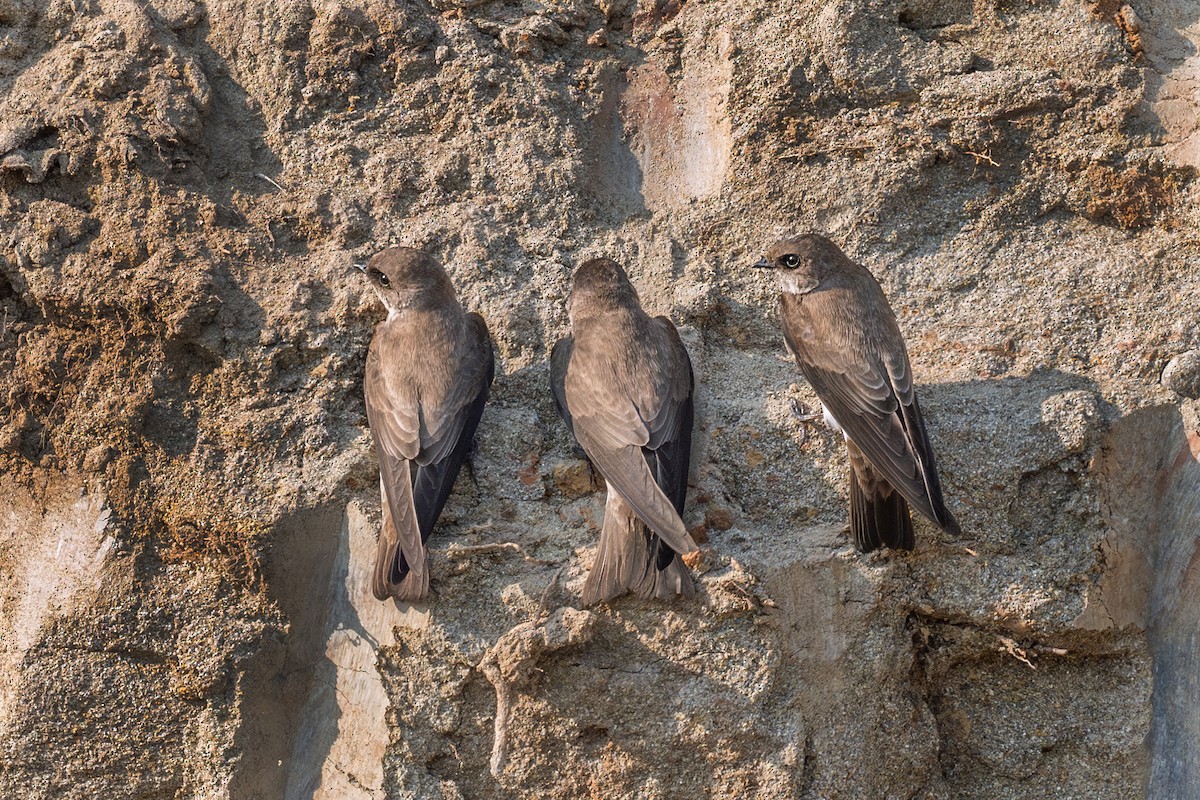 Gray-throated Martin - ML625856385