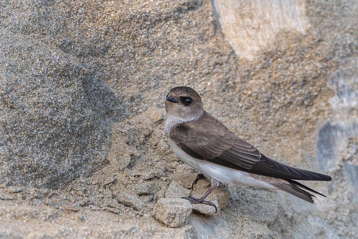 Gray-throated Martin - ML625856388