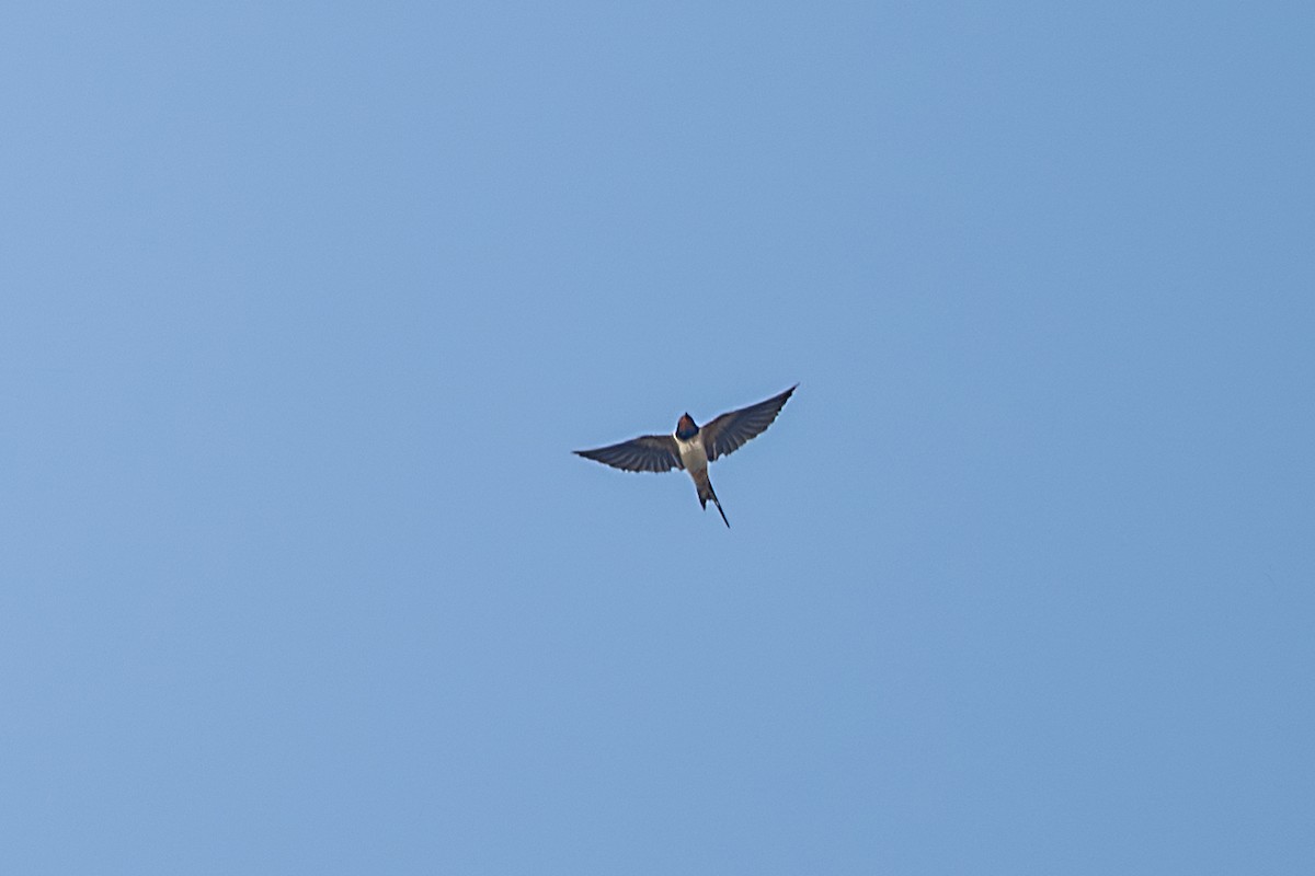 Barn Swallow - ML625856397