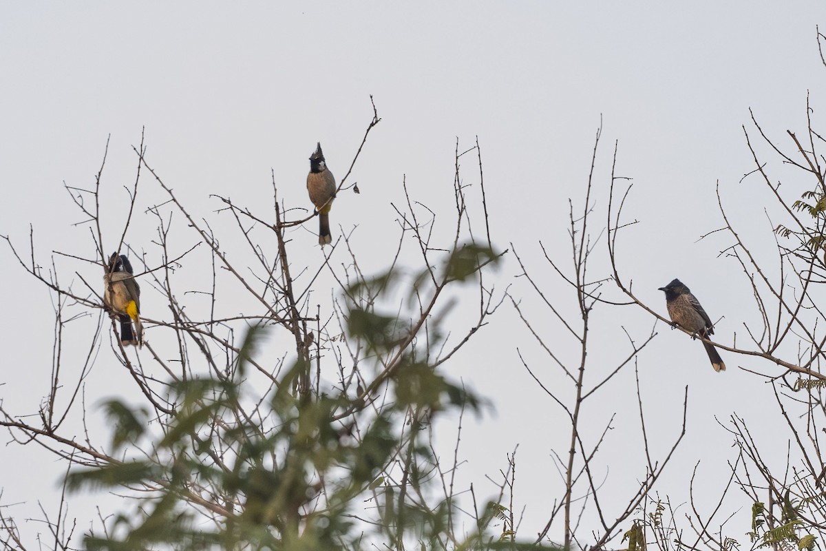 Red-vented Bulbul - ML625856403