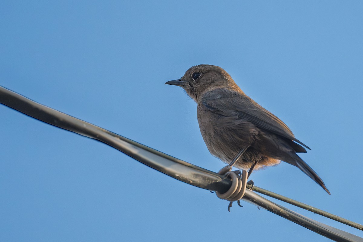 Brown Rock Chat - ML625856421