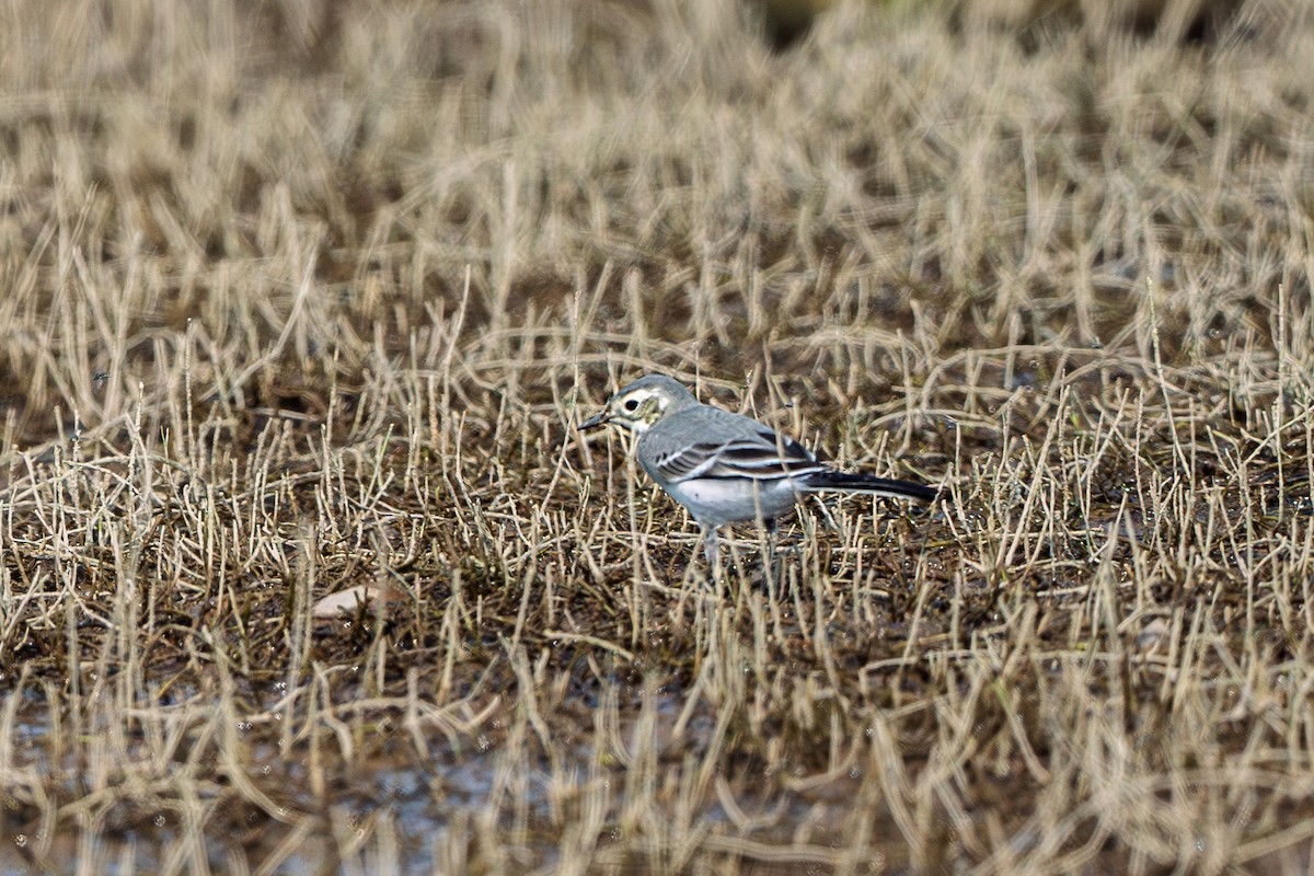 Citrine Wagtail - ML625856435