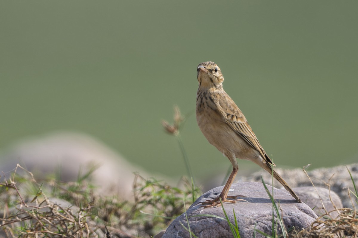 Paddyfield Pipit - ML625856457