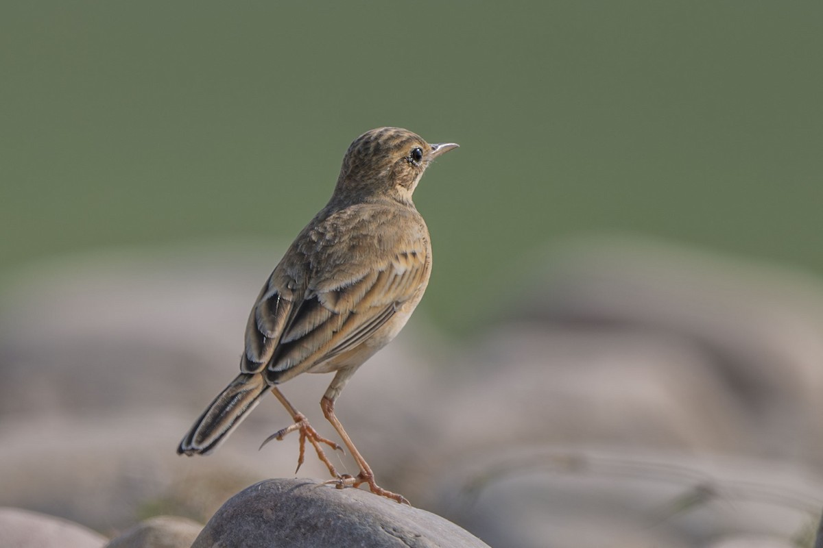 Paddyfield Pipit - ML625856458