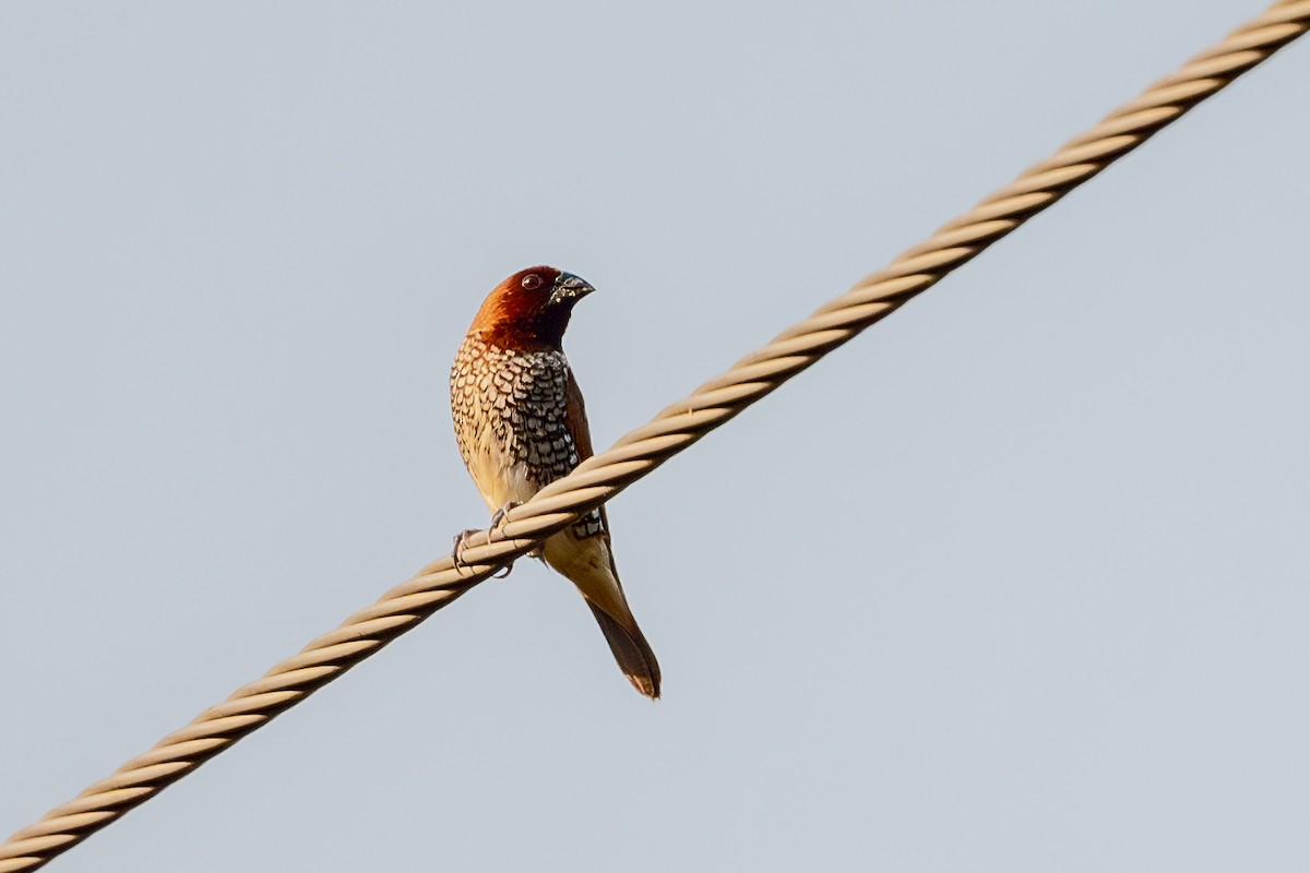 Scaly-breasted Munia - ML625856553