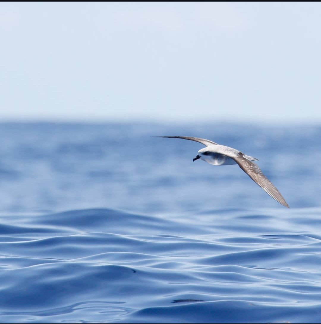 Cook's Petrel - ML625856556