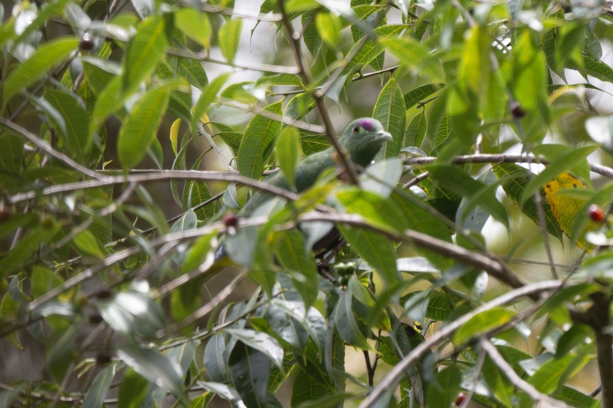 Yellow-bibbed Fruit-Dove - ML625856561