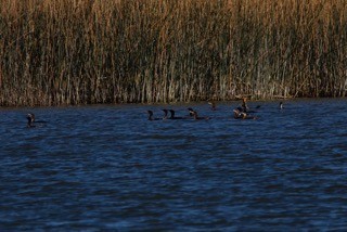 Double-crested Cormorant - ML625856619